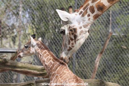Hagenbeck Giraffenunfall 16042015 017