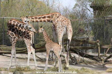 Hagenbeck Giraffenunfall 16042015 018