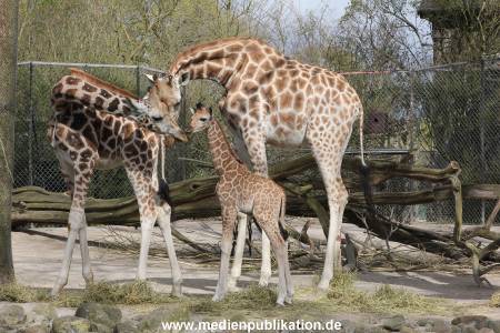 Hagenbeck Giraffenunfall 16042015 019