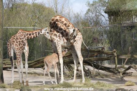 Hagenbeck Giraffenunfall 16042015 020