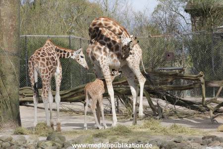 Hagenbeck Giraffenunfall 16042015 021
