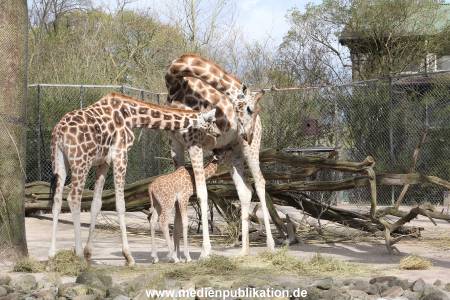 Hagenbeck Giraffenunfall 16042015 023
