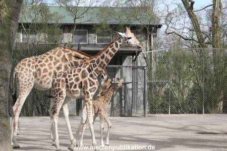 Hagenbeck Giraffenunfall 16042015 028