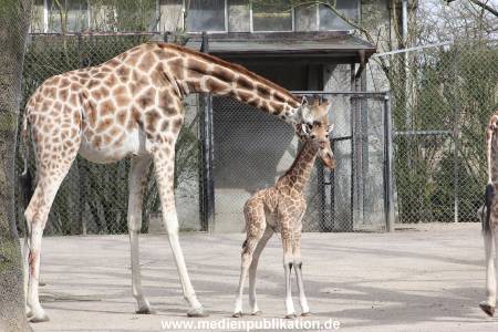 Hagenbeck Giraffenunfall 16042015 029