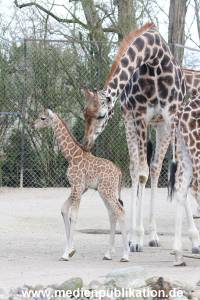 Hagenbeck Giraffenunfall 16042015 030