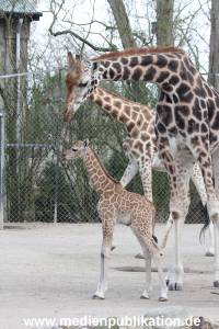 Hagenbeck Giraffenunfall 16042015 031