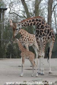 Hagenbeck Giraffenunfall 16042015 032