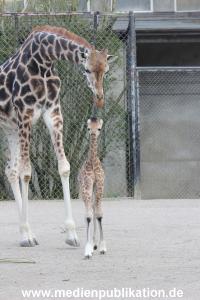 Hagenbeck Giraffenunfall 16042015 034