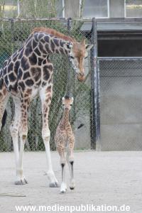 Hagenbeck Giraffenunfall 16042015 035