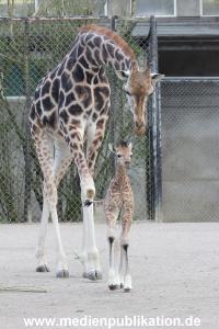 Hagenbeck Giraffenunfall 16042015 036