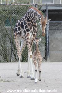 Hagenbeck Giraffenunfall 16042015 037