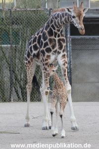 Hagenbeck Giraffenunfall 16042015 038