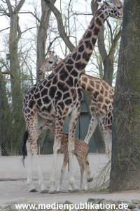 Hagenbeck Giraffenunfall 16042015 039