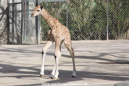 Hagenbeck Giraffenunfall 16042015 040