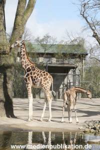 Hagenbeck Giraffenunfall 16042015 041