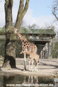 Hagenbeck Giraffenunfall 16042015 043