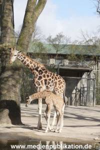 Hagenbeck Giraffenunfall 16042015 044