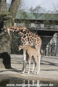 Hagenbeck Giraffenunfall 16042015 045
