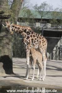 Hagenbeck Giraffenunfall 16042015 046