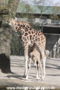 Hagenbeck Giraffenunfall 16042015 050