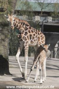 Hagenbeck Giraffenunfall 16042015 051