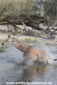 Hagenbeck Giraffenunfall 16042015 056