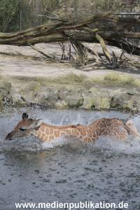Hagenbeck Giraffenunfall 16042015 057