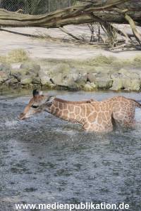 Hagenbeck Giraffenunfall 16042015 058