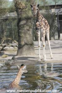 Hagenbeck Giraffenunfall 16042015 059