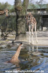 Hagenbeck Giraffenunfall 16042015 061