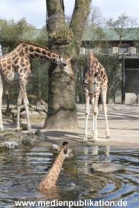 Hagenbeck Giraffenunfall 16042015 064