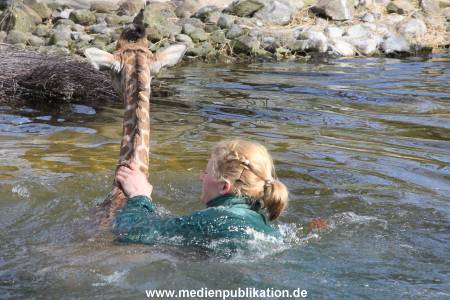 Hagenbeck Giraffenunfall 16042015 066