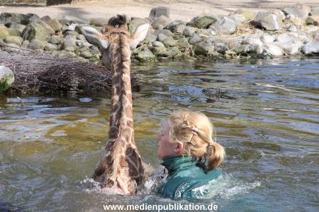 Hagenbeck Giraffenunfall 16042015 067