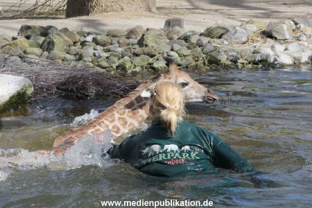 Hagenbeck Giraffenunfall 16042015 068