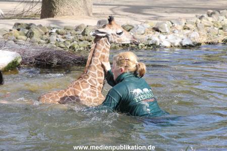 Hagenbeck Giraffenunfall 16042015 069
