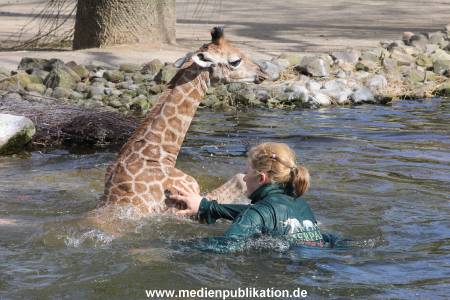 Hagenbeck Giraffenunfall 16042015 070