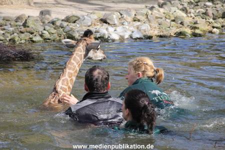 Hagenbeck Giraffenunfall 16042015 071