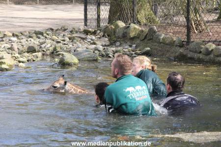 Hagenbeck Giraffenunfall 16042015 072