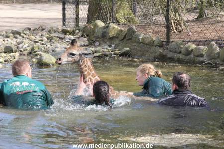 Hagenbeck Giraffenunfall 16042015 073