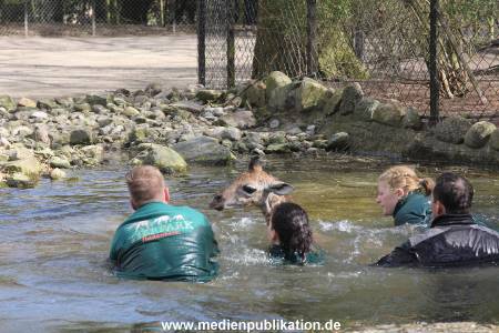 Hagenbeck Giraffenunfall 16042015 074