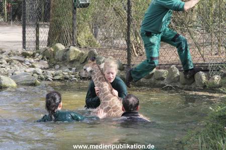 Hagenbeck Giraffenunfall 16042015 075