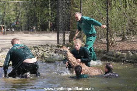 Hagenbeck Giraffenunfall 16042015 076
