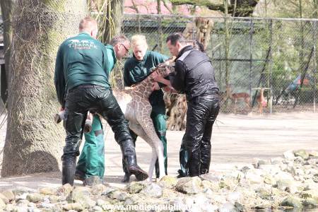 Hagenbeck Giraffenunfall 16042015 080