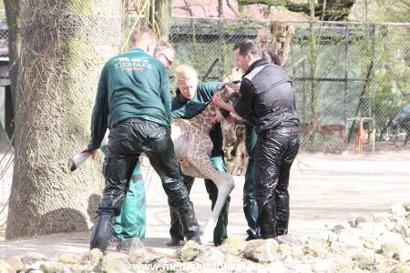 Hagenbeck Giraffenunfall 16042015 081
