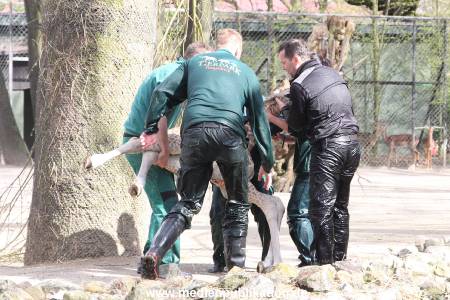 Hagenbeck Giraffenunfall 16042015 082