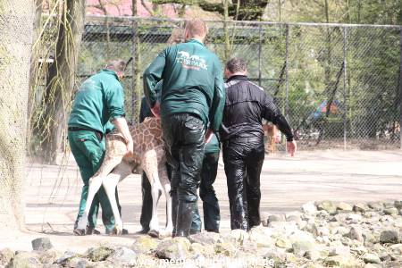 Hagenbeck Giraffenunfall 16042015 083