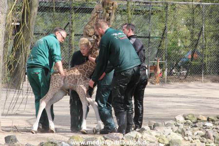 Hagenbeck Giraffenunfall 16042015 085