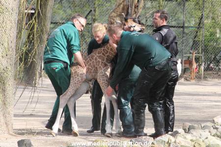 Hagenbeck Giraffenunfall 16042015 086