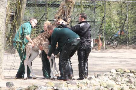 Hagenbeck Giraffenunfall 16042015 087