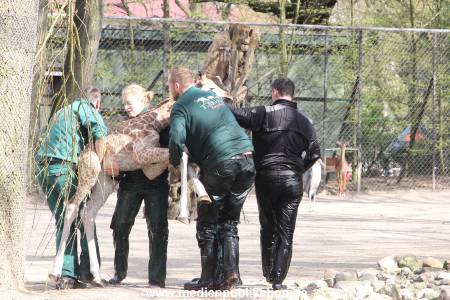 Hagenbeck Giraffenunfall 16042015 089